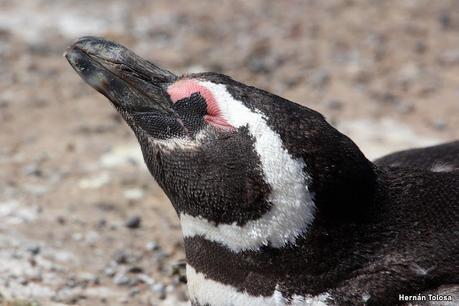 Punta Tombo (diciembre 2024)