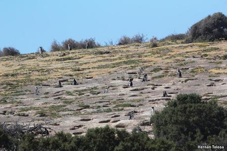 Punta Tombo (diciembre 2024)
