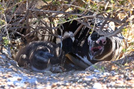 Punta Tombo (diciembre 2024)