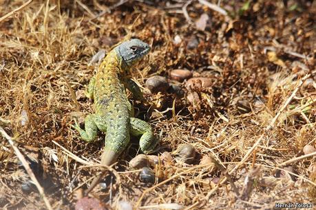 Punta Tombo (diciembre 2024)