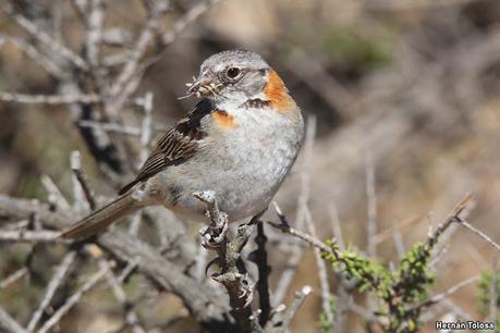 Punta Tombo (diciembre 2024)