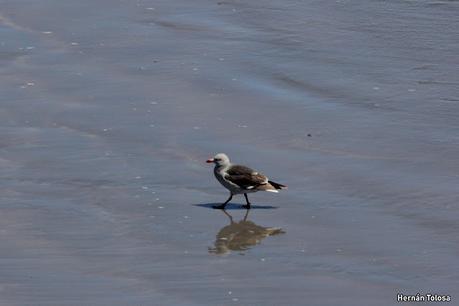 Punta Tombo (diciembre 2024)