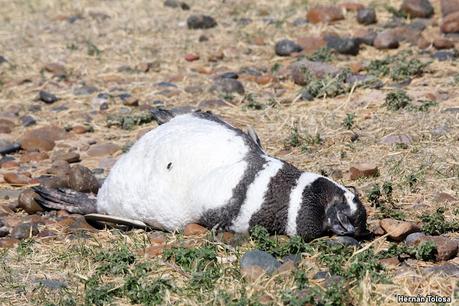 Punta Tombo (diciembre 2024)