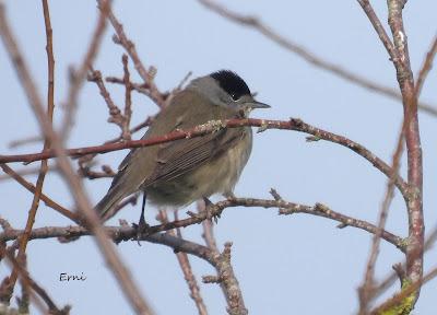 REYEZUELOS SENCILLOS Y OTROS PAJARILLOS