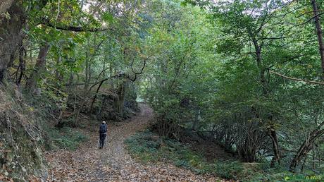 El CAMPIGÜEÑOS desde ORLÉ, Caso Bosque en Caso