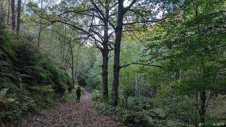 El CAMPIGÜEÑOS desde ORLÉ, Caso Bosque camino a Orlé