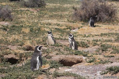 Reserva Natural Punta Tombo