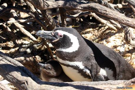 Reserva Natural Punta Tombo