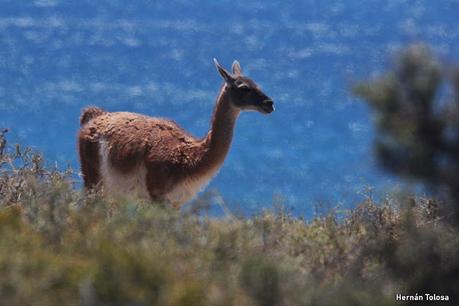 Reserva Natural Punta Tombo