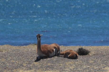 Reserva Natural Punta Tombo