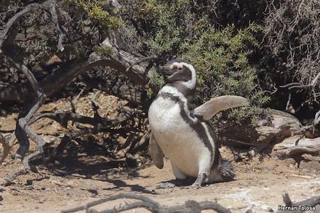 Reserva Natural Punta Tombo