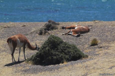 Reserva Natural Punta Tombo