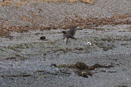 Reserva Natural Punta Tombo