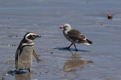 Reserva Natural Punta Tombo