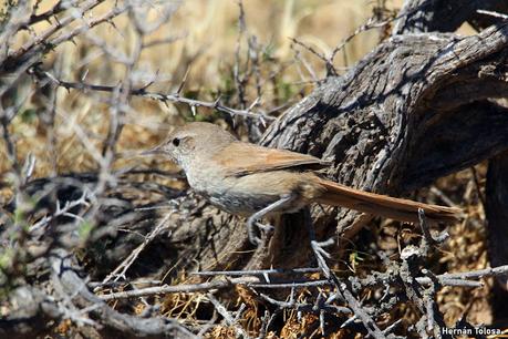 Reserva Natural Punta Tombo