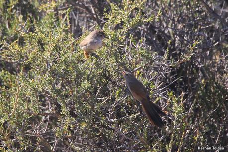 Reserva Natural Punta Tombo