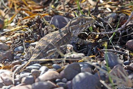 Reserva Natural Punta Tombo