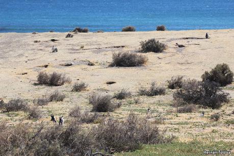 Reserva Natural Punta Tombo