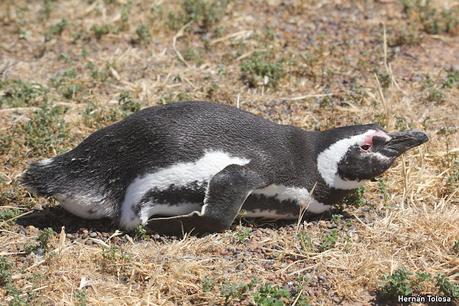 Reserva Natural Punta Tombo
