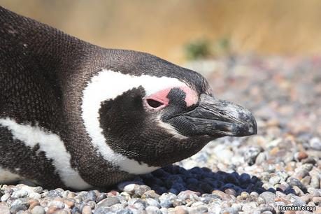 Reserva Natural Punta Tombo