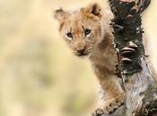 ¿Qué vacunas tener para viajar África?