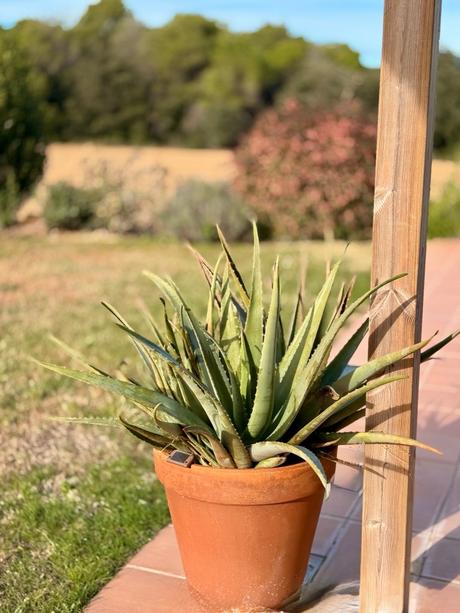 El aloe se queda…