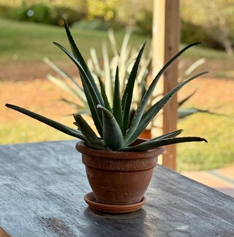 El aloe se queda…