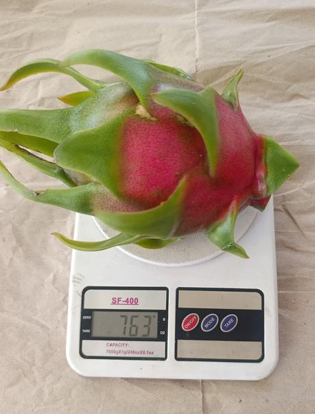 ULTIMAS PITAHAYAS DEL AÑO