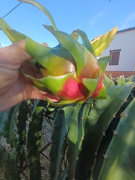 ULTIMAS PITAHAYAS DEL AÑO