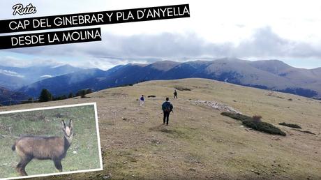 Ruta al Cap del Ginebrar y Pla d’Anyella desde La Molina: senderismo entre prados y rebecos | La Cerdanya
