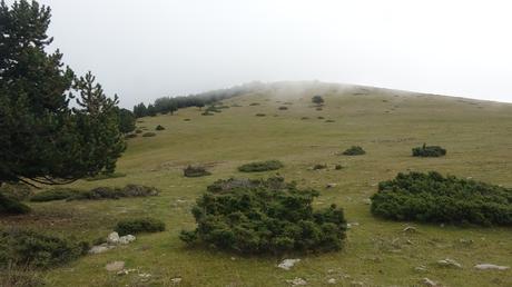 Ruta al Cap del Ginebrar y Pla d’Anyella desde La Molina: senderismo entre prados y rebecos | La Cerdanya