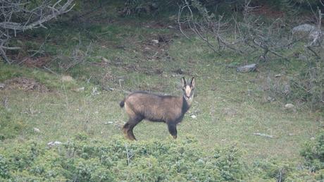 Ruta al Cap del Ginebrar y Pla d’Anyella desde La Molina: senderismo entre prados y rebecos | La Cerdanya