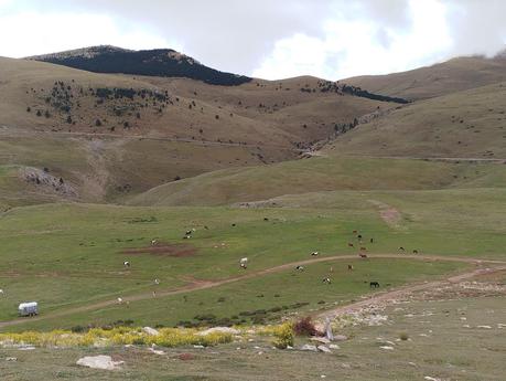 Ruta al Cap del Ginebrar y Pla d’Anyella desde La Molina: senderismo entre prados y rebecos | La Cerdanya