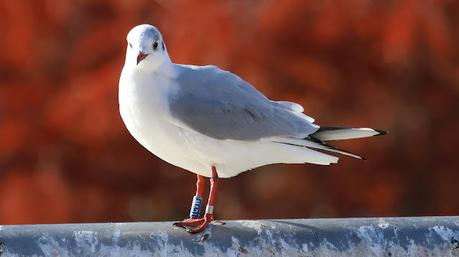 Otra gaviota polaca Otra gaviota polaca