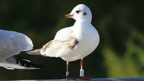 Gaviota Reidora EW5H en el Parc Diagonal Mar
