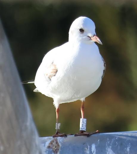 Gaviota Reidora EW5H en el Parc Diagonal Mar