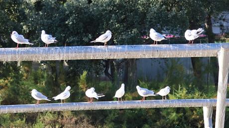 Gaviota Reidora EW5H en el Parc Diagonal Mar