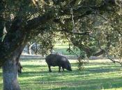 jamón Pedroches, modelo sostenibilidad equilibrio naturaleza