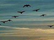 vital integración política unión europea