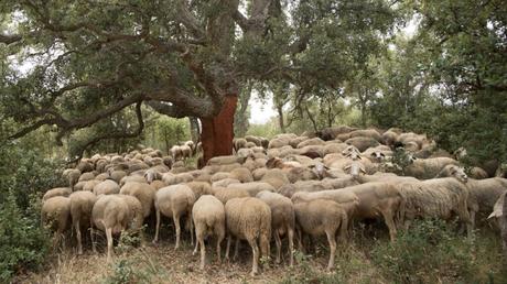 Una Navidad que cuida los bosques: Ramats de Foc en la mesa