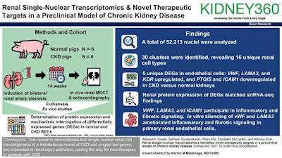 Encuentran nuevas dianas terapéuticas para la enfermedad renal
