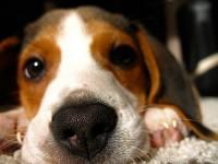 La raza de perros Beagle