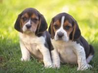 La raza de perros Beagle