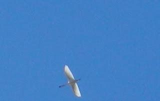 Comienza la migración en serio