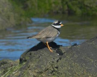 Comienza la migración en serio