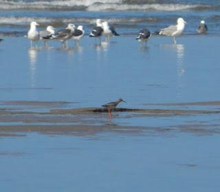 Comienza la migración en serio