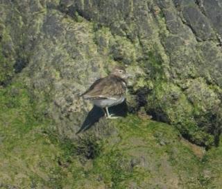 Comienza la migración en serio