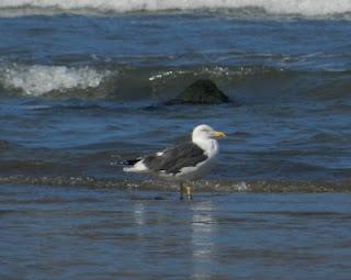 Comienza la migración en serio
