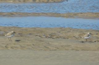 Comienza la migración en serio