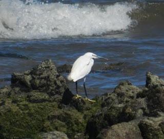 Comienza la migración en serio